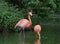 Two Pink Flamingos wading in a lake