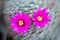 A two pink flowers of cactus mammillaria laui. Selective focus