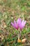 Two pink flowers - crocuses - soul mates