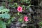 Two Pink Flowers with a Wall of Levada behind Them