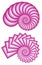 Two Pink Fractal Spirals