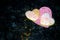 Two pink frosted heart shaped cookies sharing a doilie.