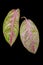 Two pink leaves Aglaonema lady valentin isolated on black background with clipping path