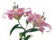 Two pink lilies