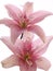 Two pink lilies on white