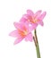 Two pink lily isolated on a white background. Zephyranthes carinata