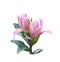 Two pink lilys bud begins blooming with green leaves isolated on white background ,  clipping path