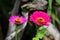 Two pink lowers of Zinnia. Floral background. Common Zinnia. Zinnia elegans. Classic Zinnia. Garden flowers