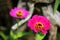 Two pink lowers of Zinnia. Floral background. Common Zinnia. Zinnia elegans. Classic Zinnia. Garden flowers