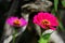 Two pink lowers of Zinnia. Floral background. Common Zinnia. Zinnia elegans. Classic Zinnia. Garden flowers