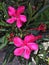 Two pink Oleander blooming on the sunshine. bright Colorful on t