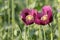 Two pink opium poppy flowers