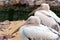 Two pink Pelican (white birds) with long beaks sit near the water