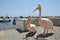 Two pink pelicans strolling in Paphos Harbor