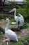 Two pink pelicans at the zoo.