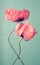 Two pink poppy flowers on a green background