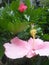 two pink and red hibiscus flowers blooming amidst the leaves with their soaring yellow pistils