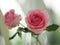 Two pink rose romance beautiful Flower symbol Love