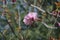 Two pink sakura flowers blossoms in sunny afternoon