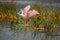 Two pink spoonbills take flight