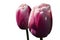 Two pink to creamy white bicoloured tulip flower of Ollioules hybrid cultivar