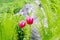 Two pink tulips and green fern on gray stone background