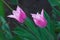 Two pink tulips with sharp petals