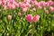 Two pink tulips in tulip field