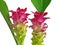 Two pink \' Turmeric \' flowers