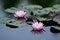 Two Pink Water Lilies