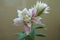 Two pink and white flowers of double lilies