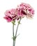 Two pink and white variegated carnations