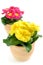 Two pink yellow potted primula (primrose) on white isolated back