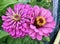 Two Pink Zinnias