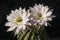 Two Pinkish White Echinopis Cactus Flowers above the Ugly Plant