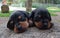 Two pinscher puppies