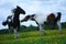 Two pinto horses play