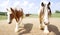 Two Pinto horses walking together