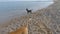 Two pit bull dogs frolic on the beach.