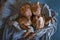 two pit bull dogs resting in bed together, top view