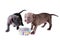Two pit bull puppies near an empty bowl for eating. Isolated on