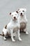 Two Pitbull American Stanford - Adult Dogs Pets