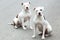 Two Pitbull American Stanford - Adult Dogs Pets