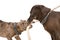 Two pitbull together gnaw rope