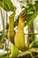 Two pitchers of a nepenthes