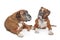 Two plain fawn Boxer dogs