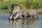 Two Plains Zebra drinking water in the Serengeti, Tanzania