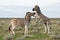 Two Plains Zebra, Namibia