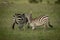 Two plains zebra play fight near another