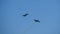 Two planes fly side by side and crossing close together during an airshow against blue sky. Aerobatics. Close-up